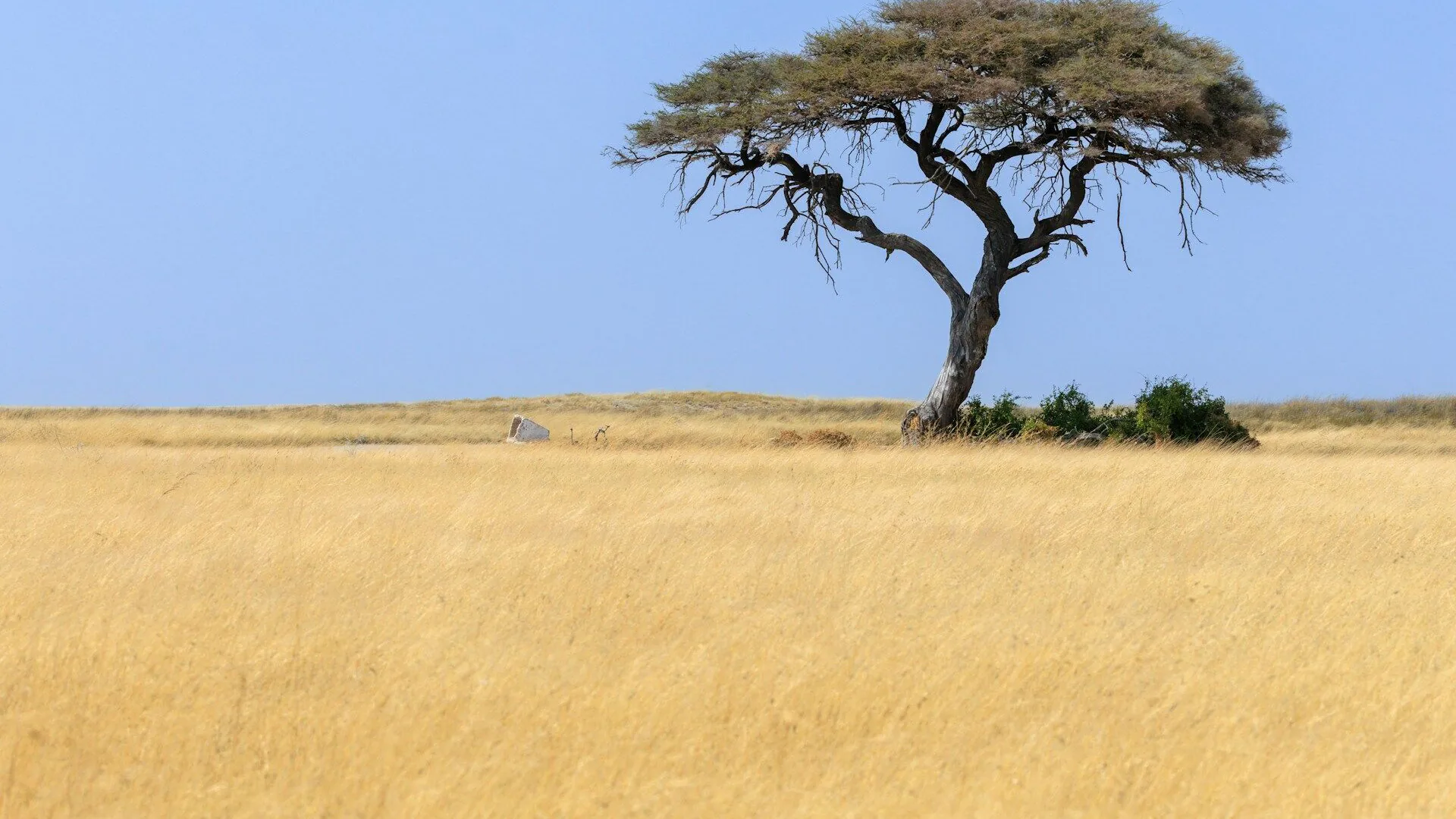 Afar vertaler — beëdigde en zakelijke Afar vertaling